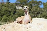 WHIPPET 098
